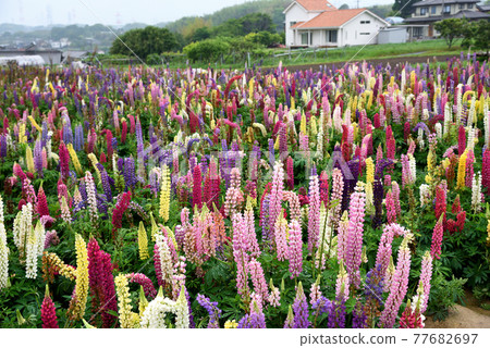 Colorful Lupine 77682697