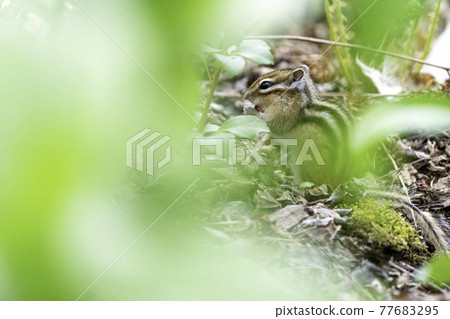 Ezo chipmunk through the gaps in the leaves Ezo chipmunk through the gaps in the leaves 77683295