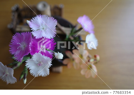 竹梅形狀的花瓶中的石竹 竹梅形狀的花瓶中的石竹 77683354