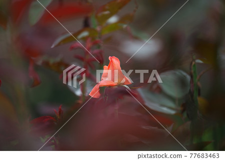 玫瑰“凱瑟琳德納芙”帶有女演員的名字 77683463