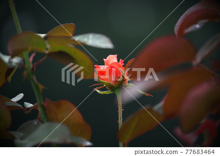 Rose "Catherine Deneuve" bearing the name of the actress 77683464