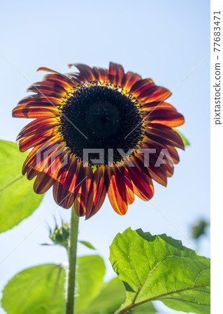 Sun Flower  77683471