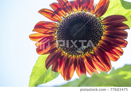 Sun Flower  77683475