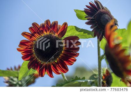Sun Flower  77683476