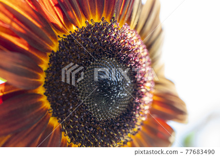Sun Flower  77683490