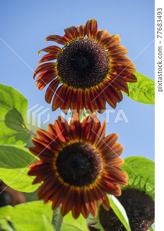 Sun Flower  77683493