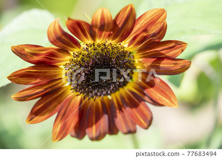 Sun Flower Sun Flower 77683494