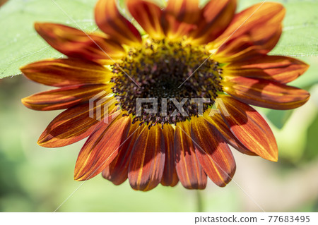 Sun Flower  77683495
