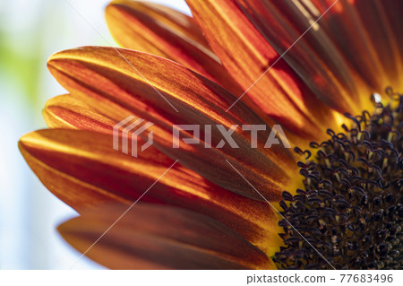 Sun Flower  77683496