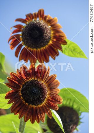 Sun Flower  77683497