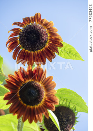 Sun Flower  77683498