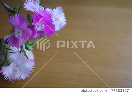 萩燒花瓶中的撫子 萩燒花瓶中的撫子 77683507