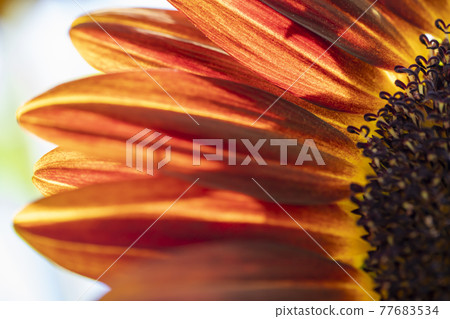 Sun Flower  77683534