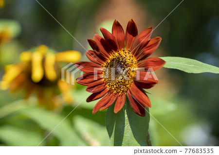 Sun Flower  77683535