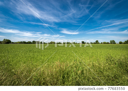 Green Wheat Field in Springtime - Padan Plain or Po valley Italy Green Wheat Field in Springtime - Padan Plain or Po valley Italy 77683550