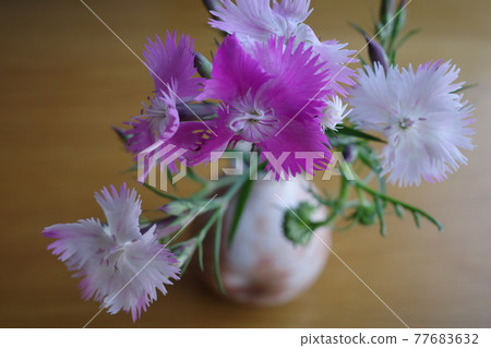 萩燒花瓶中的撫子 照片素材 圖片 圖庫 萩燒花瓶中的撫子 照片素材 圖片 圖庫