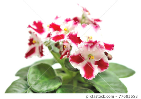 Singaporean flowers 77683658