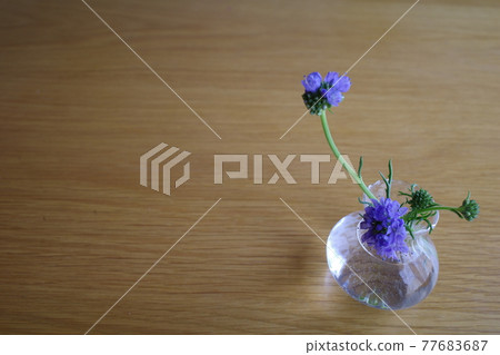 在一個小花瓶中的兩個藍色 Gillia Reptansa 77683687