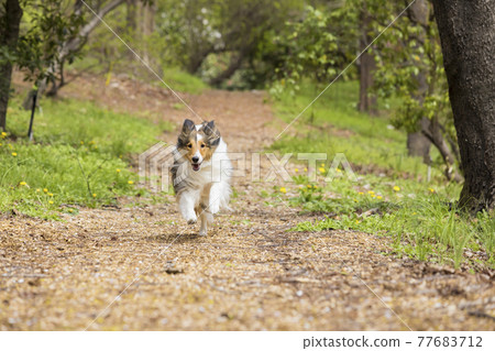 Sheltie 寵物，一隻在木屑路上奔跑的狗 77683712