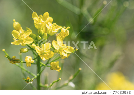 chinese cabbage flower chinese cabbage flower 77683988