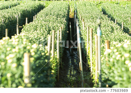 Beautiful field white chrysanthemumr 77683989