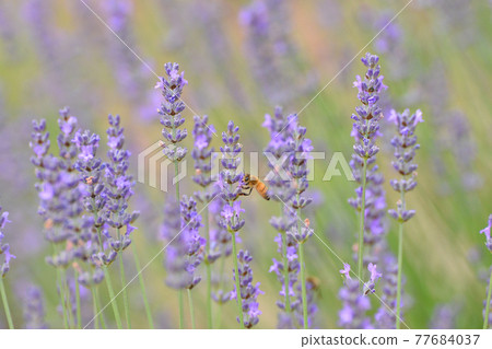 ≪Hyogo Prefecture Lavender Park Taka District Lavender in full bloom≫ Summer image 77684037