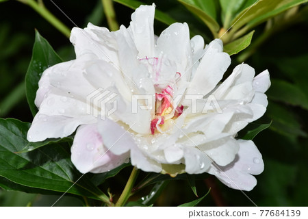 白牡丹帶雨滴,紅花芯 白牡丹帶雨滴,紅花芯 77684139