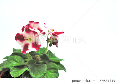 Singaporean flowers Singaporean flowers 77684145