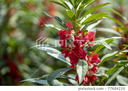 花園香脂 花園香脂 77684220
