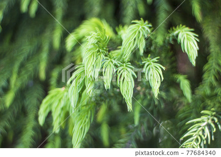 New leaves of weeping cedar New leaves of weeping cedar 77684340