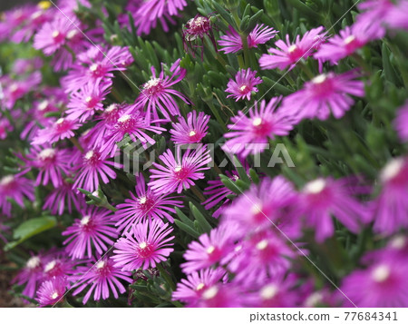 松菊 77684341