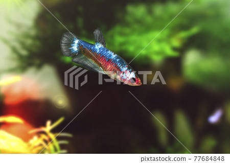 Water Animal Concept: Betta fish under water in the aquarium against a backdrop of green algae. Betta Splendens. Multi-Color Siamese Fighting Fish. Betta Mandor. Giant Betta. Fancy Fighting Fish. Water Animal Concept: Betta fish under water in the aquarium against a backdrop of green algae. Betta Splendens. Multi-Color Siamese Fighting Fish. Betta Mandor. Giant Betta. Fancy Fighting Fish. 77684848