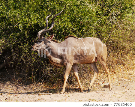 Kudu 棲息在非洲（喬貝國家公園 2016） 77685460