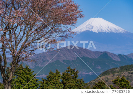 (Kanagawa Prefecture) Refreshing spring Fuji from Mt. Daikanzan, Hakone, where Mamezakura blooms (Kanagawa Prefecture) Refreshing spring Fuji from Mt. Daikanzan, Hakone, where Mamezakura blooms 77685736