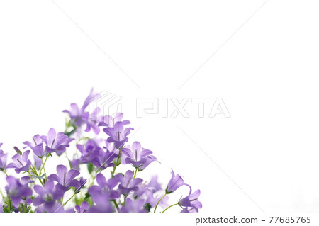 白色背景風鈴草背景圖像 77685765