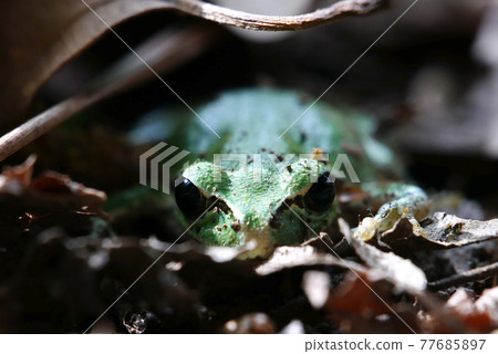 Tree frog 77685897