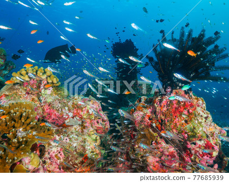 珊瑚礁 Comatulida 和一群小型鹹水魚（泰王國斯米蘭群島） 77685939
