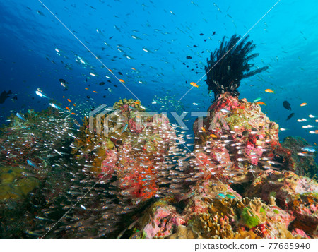 Coral reef Comatulida and a school of small saltwater fish (Similan Islands, Kingdom of Thailand) Coral reef Comatulida and a school of small saltwater fish (Similan Islands, Kingdom of Thailand) 77685940
