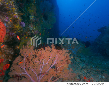 Isobana (Similan Islands, Kingdom of Thailand) that grows between large rocks in the sea 77685948