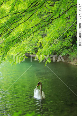 Lake Inaga Fresh Green Swan 77685957