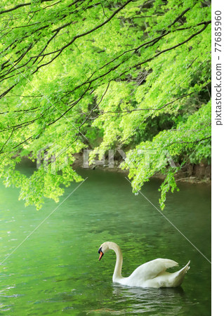 Lake Inaga Fresh Green Swan 77685960