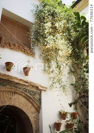 Wall with Spanish plants Wall with Spanish plants 77686314
