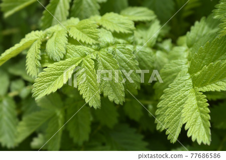 Common agrimony 77686586