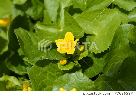 Marsh Marigold Marsh Marigold 77686587