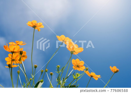 yellow flower background with blue sky yellow flower background with blue sky 77686588