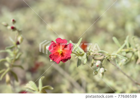 Rock rose Fire Dragon 77686589