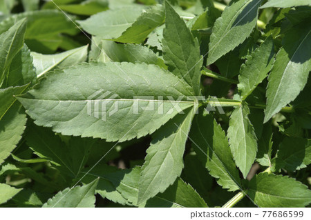 Giant scabious 77686599