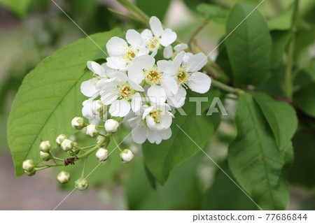 Blooming bird cherry branch in garden in spring Blooming bird cherry branch in garden in spring 77686844