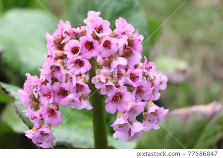 Bergenia inflorescence on a background of grass Bergenia inflorescence on a background of grass 77686847