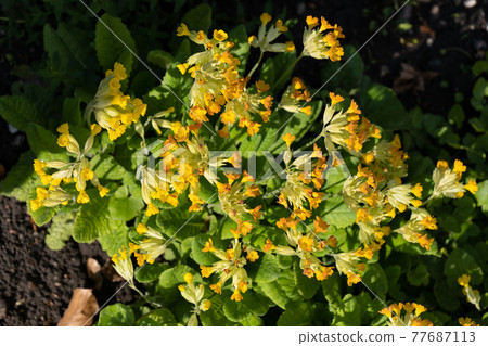 Primula Veris Cowslip Primrose Blooming Flowers 77687113